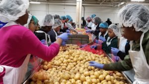 Teens repack potatoes on the Martin Luther King, Jr. Day of Service at the Food Depository.