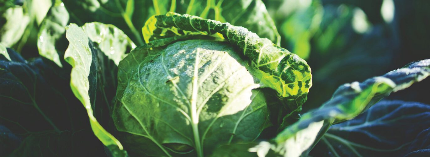 Lettuce