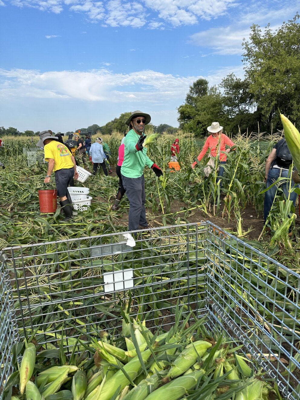 volunteers pick sweet corn at a farm