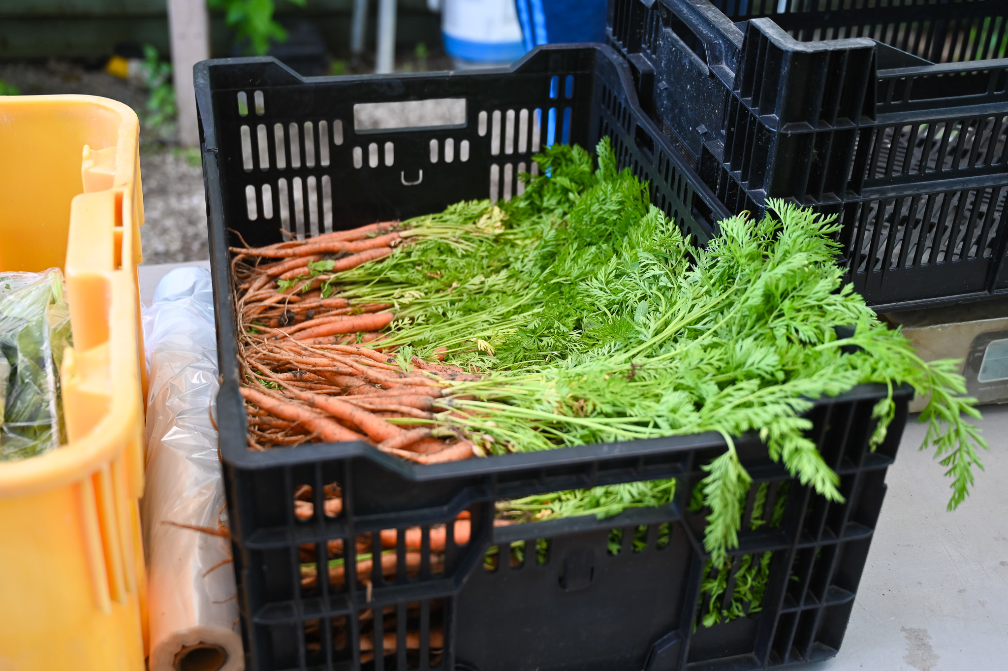 A box of carrots