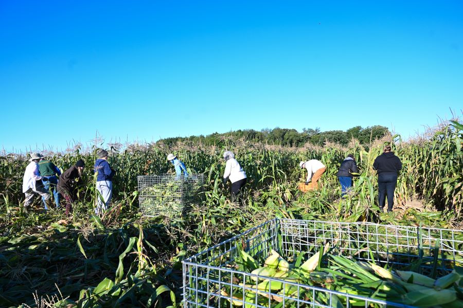 Volunteers working in a field.