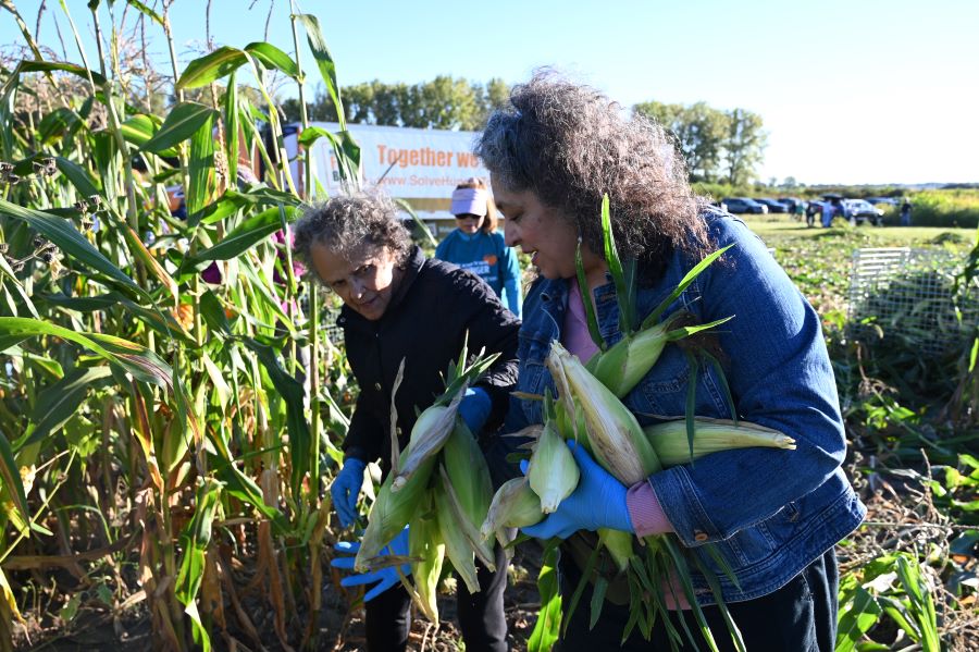 Two women harvesting corn