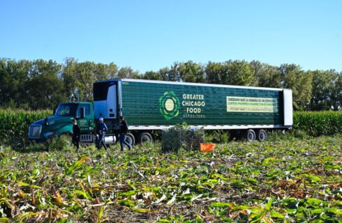 Food Depository volunteers harvest sweet corn donation