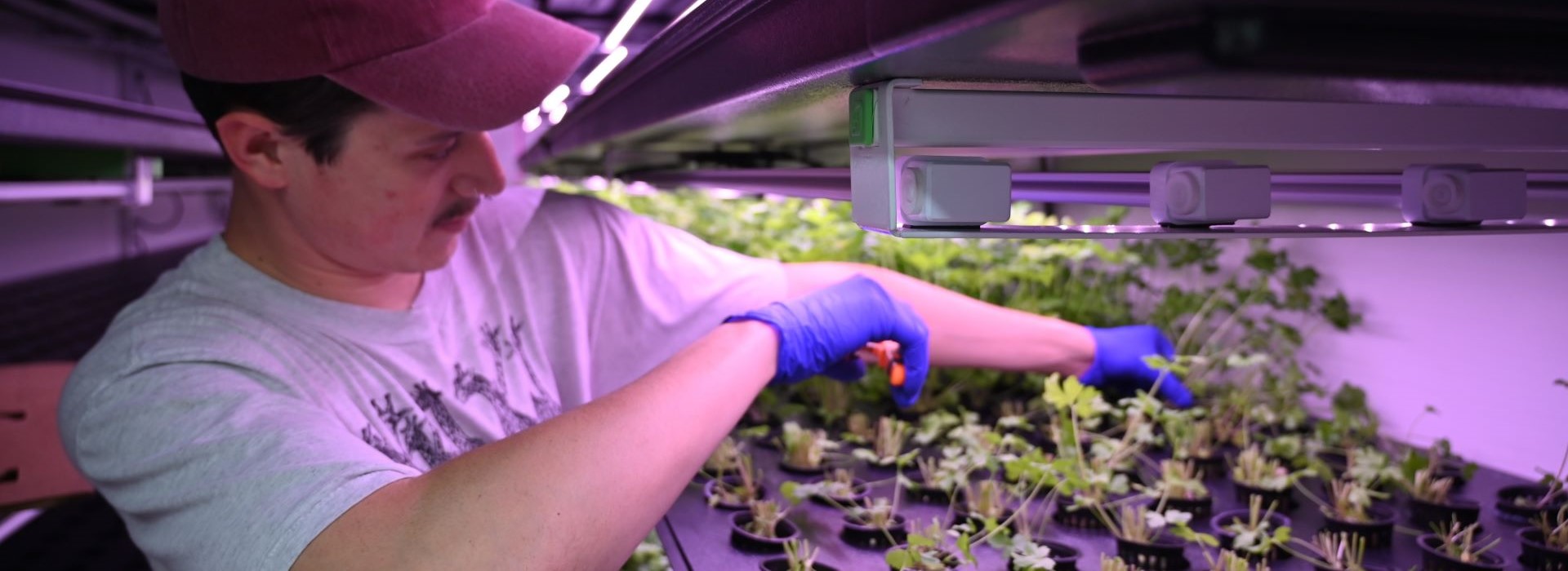 Growing herbs with hydroponics